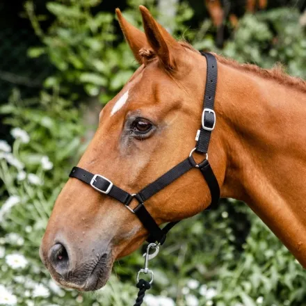 Equisential Economy Headcollar & Leadrope Set Full Black