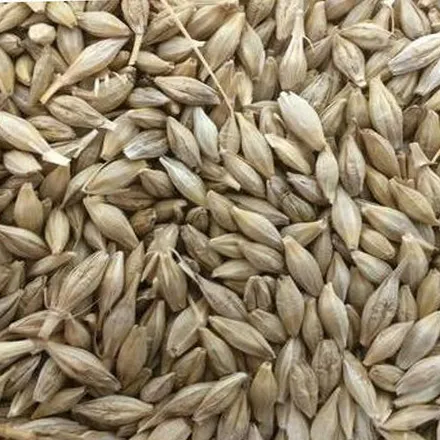 Barley seed 50KG