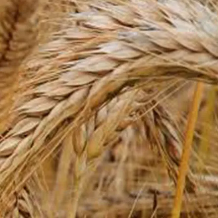Barley seed 50KG