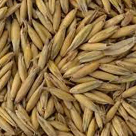 Spring Oats Seed 50KG
