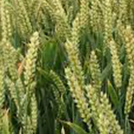 Spring Oats Seed 50KG