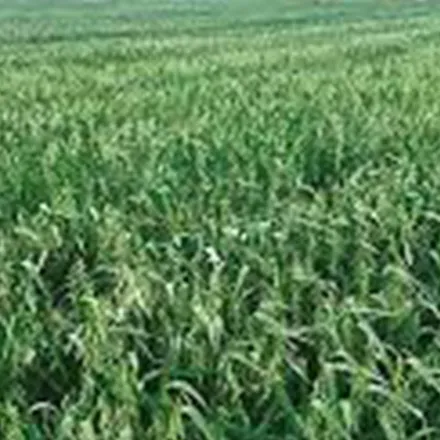 Spring Oats Seed 50KG