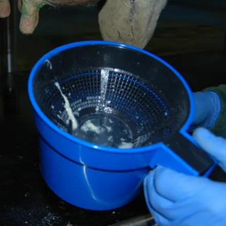Ambic Strip Cup
