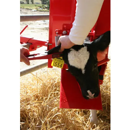 Calf And Sheep Staller