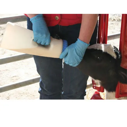 Calf And Sheep Staller