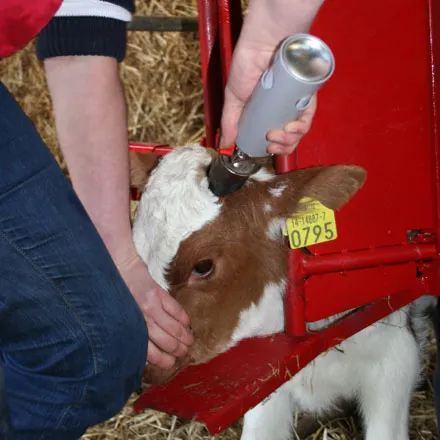 Calf And Sheep Staller