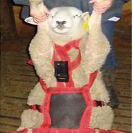  No Mate Teaser Harness