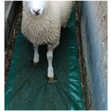 JFC Sheep Foam Footbath
