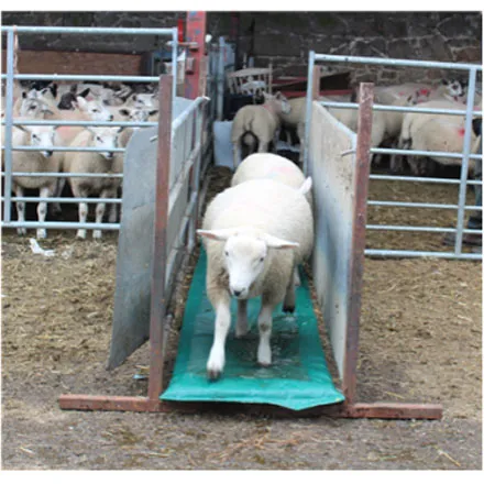 JFC Sheep Foam Footbath