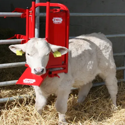 Calf And Sheep Staller