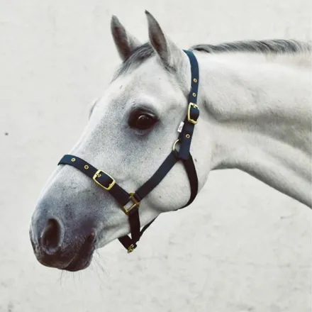 Equisential Economy Web Headcollar Foal Black
