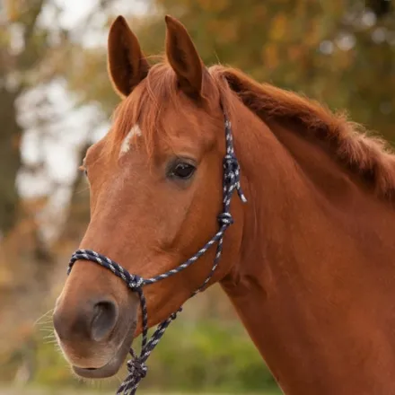 Knotted Halter - Black/White Pony