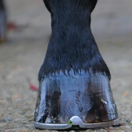 Trim Hoof Oil 800ml (can with brush)
