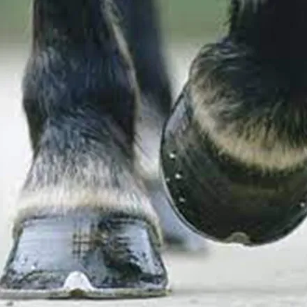 Trim Hoof Oil 800ml (can with brush)