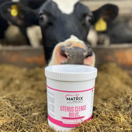 Matrix Uterus Cleanse Bolus 6 Cow Pack