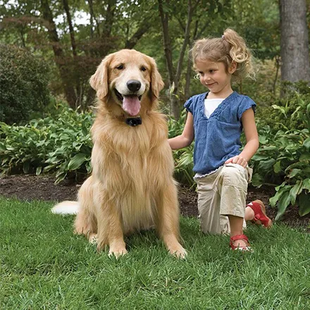 PetSafe Basic In-Ground Fence System 