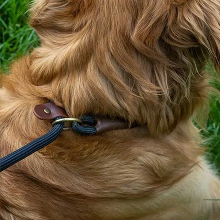 Primo - Jet Walkabout Dog Slip Lead (150 x 1cm)