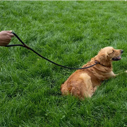 Primo - Jet Walkabout Dog Slip Lead (150 x 1cm)