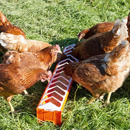 Poultry Plastic Feeder Trough 7 x 50 cm (Chicks) yellow
