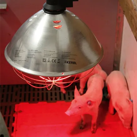 Infrared Brooding Reflector Lamp