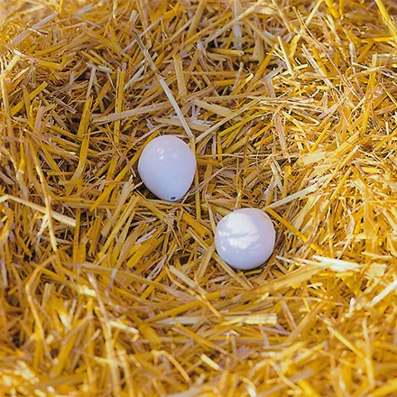 Poultry Artificial Eggs 2 Pack